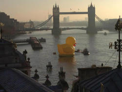 reindeerplaydate:  sandramg:  There is a giant rubber duck floating in the Thames. Happy fucking Tuesday everyone   