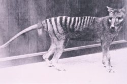cartoon-motion-life:  Thylacine (AKA- Tasmanian Tiger) Facts! -Lived in Australia and on the island state of Tasmania.-Had a pouch for their young. (Males had a pouch too!)-Could open it’s jaws to around 120 degrees.- Ate kangaroos, wombats, wallabies,