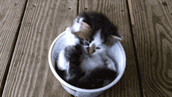 theartofnotwriting:  This kitten is in a Cool Whip container.