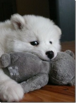 hellostarchild:  restlesslyaspiring:  cuteness-daily:  This is yet another Samoyed Appreciation Post. Because why not? They are just the cutest litte balls of floof! I want 5000 of them!   FLUFFS  I need onneee 