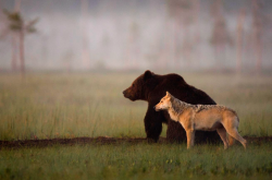 rocketslime:  nubbsgalore:  photos by lassi rautiainen, susan brookes and staffan widstrand of a rare friendship that developed between a female grey wolf and a male brown bear in northern finland.  notes lassi, “no one can know exactly why or how