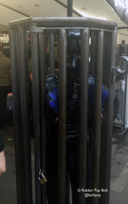 pupbolt:  Caged at the Folsom Europe 2014 street party. The leather guy who owned the cage clearly decided I looked lonely, so he added a hot guy in a harness, followed by a friend, and then added another to make a super tight squeeze! *wags* 