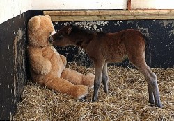 wonderous-world:  Breeze, a 10-day old Dartmoor Hill pony, was found in a state of shock and suffering from severe malnutrition and dehydration by a farmer in England’s Devon County. According to The Mare and Foal Sanctuary website, the foal’s mother
