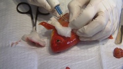 kioskstuck:  otter-cha0s:  tanxsinx:  ichthyologist:  Scientists Successfully Implant Lungs into Fish Scientists have successfully created a goldfish that is capable of breathing atmospheric air. Using advanced microsurgery techniques, researchers at