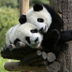 Something to make you guys smile&hellip; #panda #cute #instagood #likeforlike #pandabear #asians #likes #funny #pandas #pandaexpress #instapandacool #bestoftheday follow for more awesome posts  Bonafidepanda.com