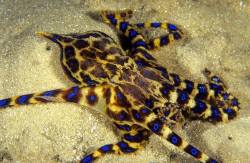 rhamphotheca:  Hello, Lesser Blue-ringed Octopus (Hapalochlaena maculosa).  You met a very steady photographer the day of this portrait, who did not panic every time you switched a tentacle. I trust you did not inject him with any of your tetrodotoxin?