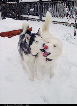 aplacetolovedogs:  Blind Dog And Her Seeing Eye DogDogs playing in the snow  Nali and her seeing eye dog Laika playing in the snow. “Laika helps Nali…View Post