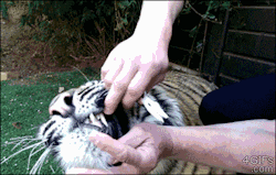 actuallyalivingsaint: that-kid-from-the-internet:  ciarachimera:  rampaigehalseyface:  sparkingtimepiece:  petermorwood:  4gifs:  Tiger gets a bad baby tooth removed  When a tiger’s first response to having a tooth yanked is not a roar, snarl or swipe