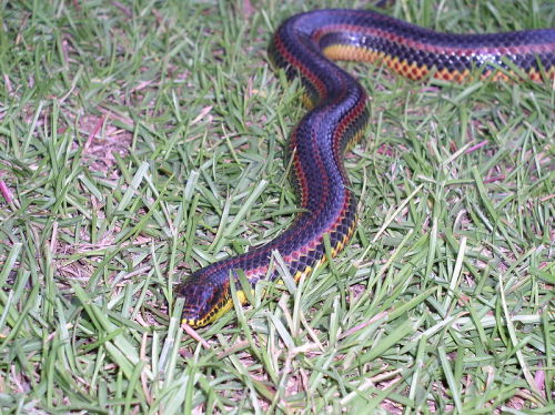 Red and black snake with yellow stripes