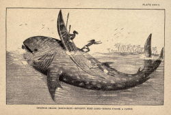 nemfrog: Plate XXVIII. “Spotted shark (rhinodon) - seventy feet long - rising under a canoe.” Marvels of animal life. 1885. Whale shark.
