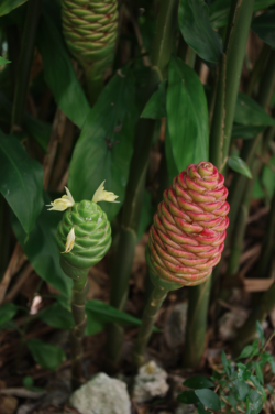 vrumblr:  faun-songs:  darkrose-9:  thatgirlinthebowtie:kaeqshop:*~✿~* flower porn *~✿~*this is shampoo ginger {Zingiber zerumbet} growing on Bee Heaven Farm in Redland, Florida. its flowers are full of this sweet fragrant gel that helps nourish hair