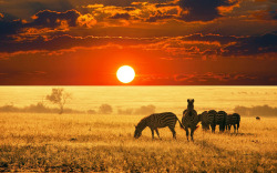 The day’s last graze (Zebras at sunset on the Serengeti)