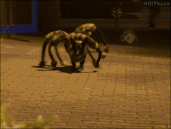 neversetlle:  4gifs:  Spiderdog prank. [video]  I would die of utter fear when I hit that spider web