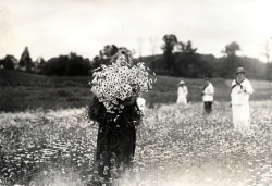 cemeterywind:  Circa 1910s, a cheerful group of Vassar College students gather daisies for the annual daisy chain ceremony, a tradition that has endured at the college for over 120 years. 