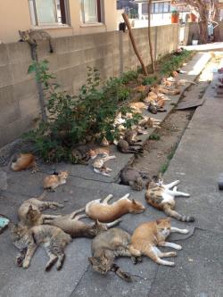 catsareassholes:  this is the laziest fucking gang I’ve ever seen  &ldquo;You came to the wrong nei-ahhh fuck it&rdquo;