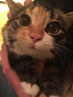 worldofthecutestcuties:  My brother’s cat is insanely cute!