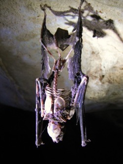 congenitaldisease:  A dead bat still hanging from the ceiling of a cave.  