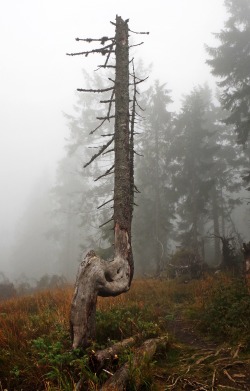 hikerszone:  Weird tree :) 