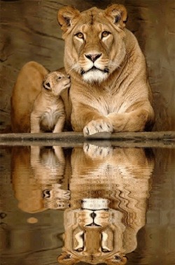 Mommy, can I go swimming? (Lioness and cub)
