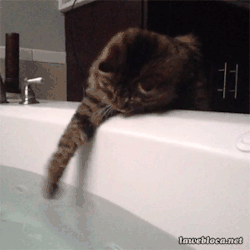 animal-factbook:  Like human mothers, felines must check the temperature of the bath before allowing their offspring in. 