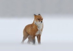 Braving the elements (Red Fox in snowstorm)