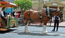 equine-awareness:  disneyy-magic:   	Patiently waiting… by littlestschnauzer    	  Patiently waiting for his lifetime of joint issues form being on pavement for so much time per day, patiently waiting to pull yet another heavy load of tourists for hours