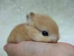 fyeahmainer:  shesgotwhatittakes:  ackunkel:  How can you not reblog baby animals  I needed this  The Pom though 