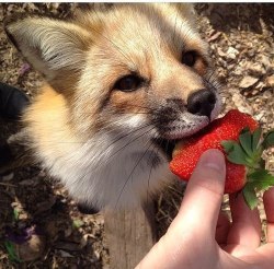 sno-cone:i want to feed a lil fox strawberries omg 