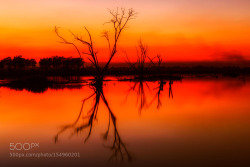 superbnature:  dead tree in sunset by SurakitSawangchit 