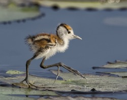 songsaboutswords:  konkeydongcountry:  daisydice:  mmmskulljuice:  beautiful-wildlife:  Fashion show? by Ian Brown  WHAT THE FUCK IS THAT THING  It’s a baby Jacana. They use those ridiculous stick-figur toes to evenly distribute their weight as  they