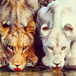#dope #lions #contrast #animals #wild #instphoto