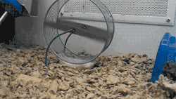 blazepress:  This Hamster Doesn’t Have a Clue How to Use the Hamster Wheel