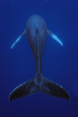 earthlycreatures:  Humpback Whale Singing Kona Coast Hawaii by Flip Nicklin