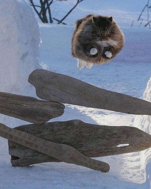 catsbeaversandducks:  Amazing Snow Chonkers Photos by Sämpy 