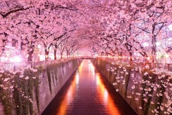 sixpenceee:  Sakura Tunnel, Japan  In Japan is an amazing tunnel of cherry blossom trees or sakura. They create a magnificent tunnel of pink, the colors seeming to radiate off the light and onto everything in the tunnel. It looks like something straight