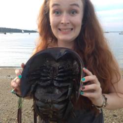 pilgrimstateofmind:  ATTENTION FOR A SECOND, YO: Real talk, this animal (the Ordovician Helmet crab, aka the Horseshoe crab, aka the Atlantic’s most at-risk shelled animal) is of a species that is close to 450 million years old. They are considered