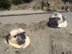 damnguido:  animal-factbook:  Pugs are usually locally grown and harvested during the spring season. 2014 marks the highest crop yield of the decade, with a reported number of 133,870 pugs harvested during the year.  penguinswantyou