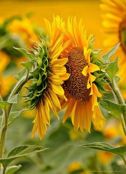 Floral affection (sunflowers)