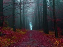 congenitaldisease:  The Black Forest is a large forested mountain range, located in southwestern Germany. It is the setting for many Grimm Brothers fairy tales due to the mythological landscape of the forest.