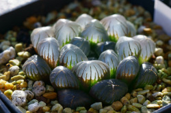 electricorchid:  Some succulents have translucent leaves to allow sunlight to penetrate deep inside their tissues.The glass-like Haworthia cooperi ‘Dodson’ has taken this phenomenon to the extreme.   Looks like something from another planet!