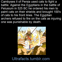 ultrafacts:  Egyptians regarded cats as sacred animals to their cat goddess Bastet. She was the goddess of warfare in Lower Egypt. Because of this any killing of cats was a crime punishable by death. They were so important that when a house cat died the