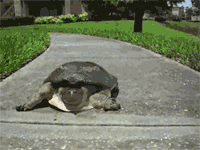 sofunnygifs:  Camera shy tortoise More Funny Gifs  Deceptively fast fuck.