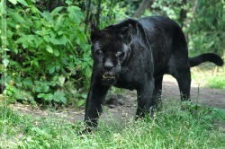llbwwb:  Black Jaguar (004) - Joschi by *Sikaris .