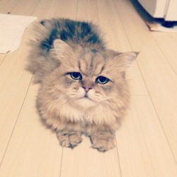 gracehelbig:  buzzfeed:  This is Foo-Chan, the Japanese equivalent of Grumpy Cat. But instead of being grumpy, he just looks like he’s disappointed all of the time.   OH NO 