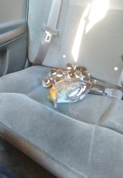 lookatthisbabybird:  Kind-Hearted Cab Driver Offers Duck Family A Lift  Cab driver Urga Adunga was on his route in Calgary, Alberta when he saw a family who really needed a lift and decided to offer them a free ride. The mama duck and her nine ducklings