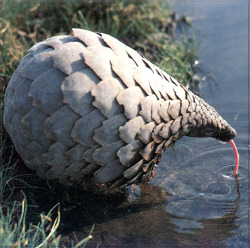 therandomlifeofafandomgirl:  dumbfricker:  pensiveprincess:  why is that pine cone drinking  that’s a pangolin! it is like an anteater with heavy armor! they live mostly in southeast asia and curl up into a ball when threatened!  no it’s a pine cone