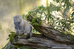 The Pallas&rsquo;s cat/Manul is about the size of a domestic cat, and is native to the steppe regions of Central Asia. The combination of its stocky posture and long, dense fur makes it appear stout and plush. Pallas&rsquo;s cats are solitary. Both males