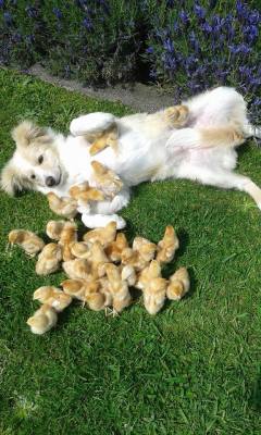 oldsunflower:  awwww-cute:  This dog gets all the chicks  YES!!! 