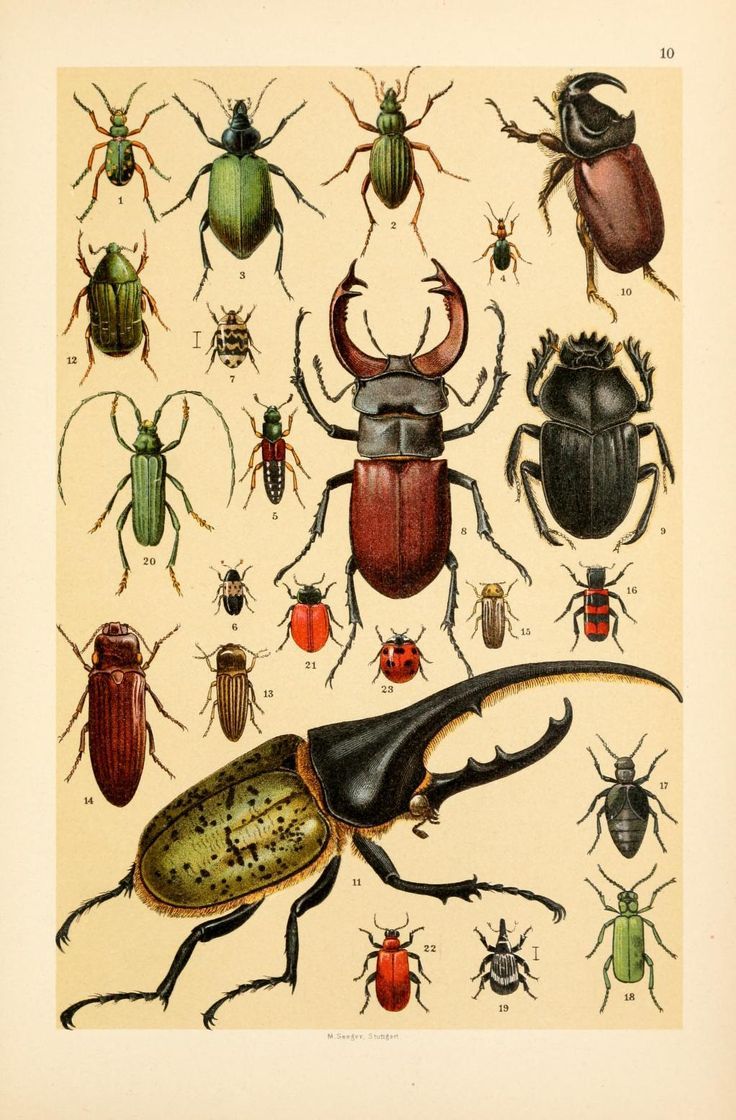 Beetle jizum