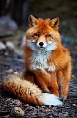Coat envy (Red fox)